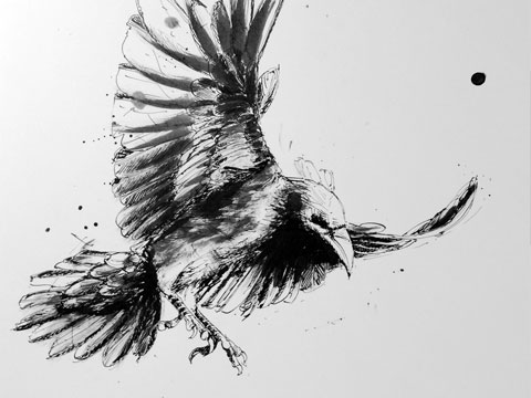 Rabe (Illustration in Tinte/Tusche)